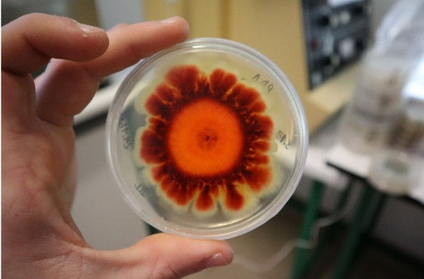 UA research on marine fungi in focus in the Biosphere program