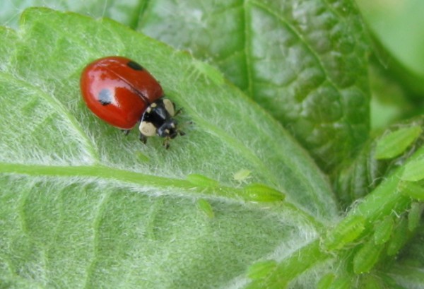 New paper with CESAM co-authoring highlights opportunities for ladybug conservation worldwide