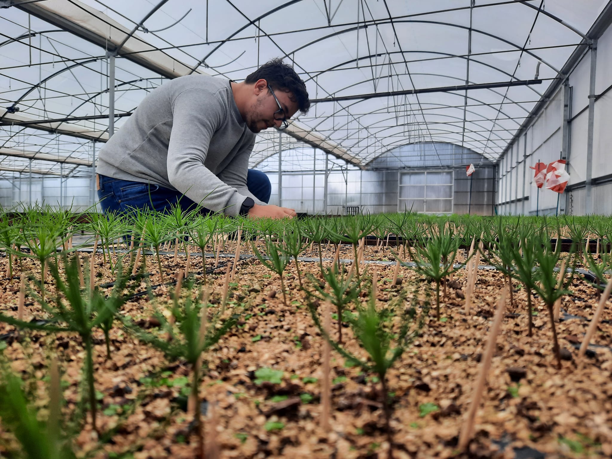 Investigadores CESAM e viveiristas florestais em cooperação para desenvolver alternativas sustentáveis na produção de espécies florestais