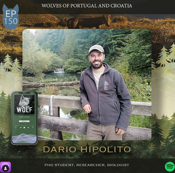 Dário Hipólito, estudante de doutoramento do CESAM fala sobre o seu trabalho com lobos no podcast “The Wolf Connection”