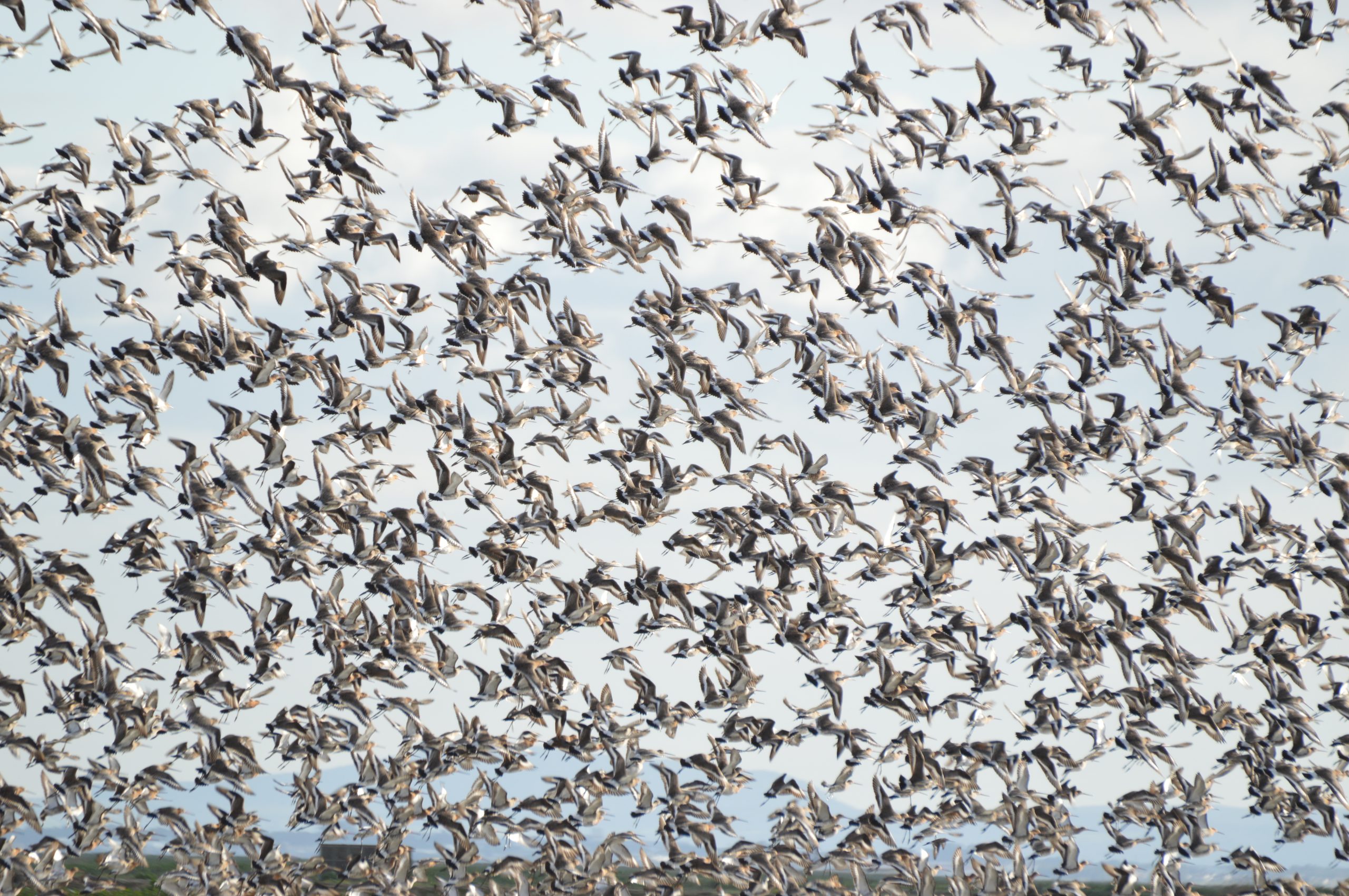 CESAM colabora em estudo de grande escala que destaca a necessidade de reforço das Medidas de Conservação para as Aves Migratórias