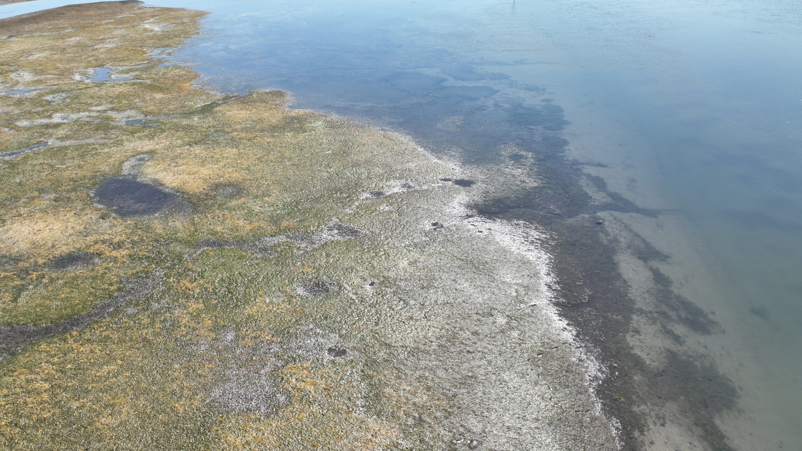 SeagrassRestorer launch marks new era of global collaboration for seagrass restoration